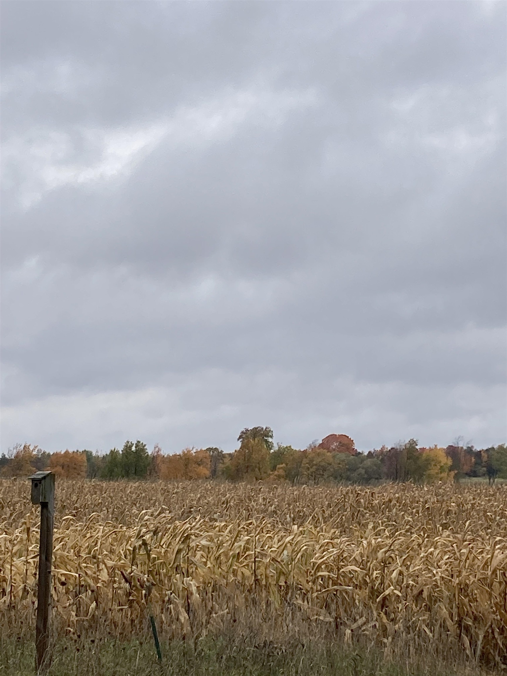 Vl East Vl E Sparling Road Kingsley, MI 49649 - Photo 6 of 12
