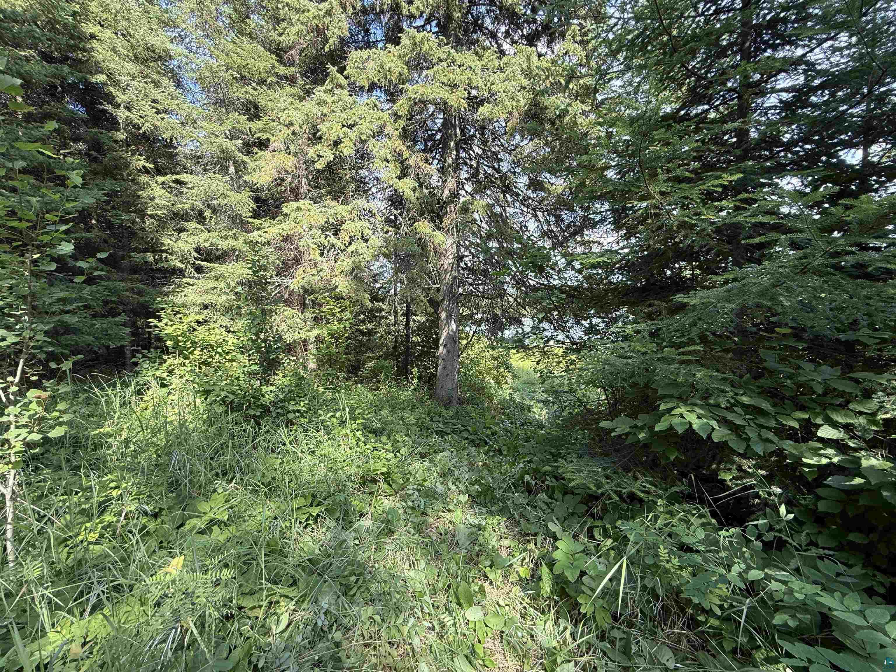 12015 Luna Lake Road Side Lake, MN 55781 - Photo 11 of 16 View of tree filled area