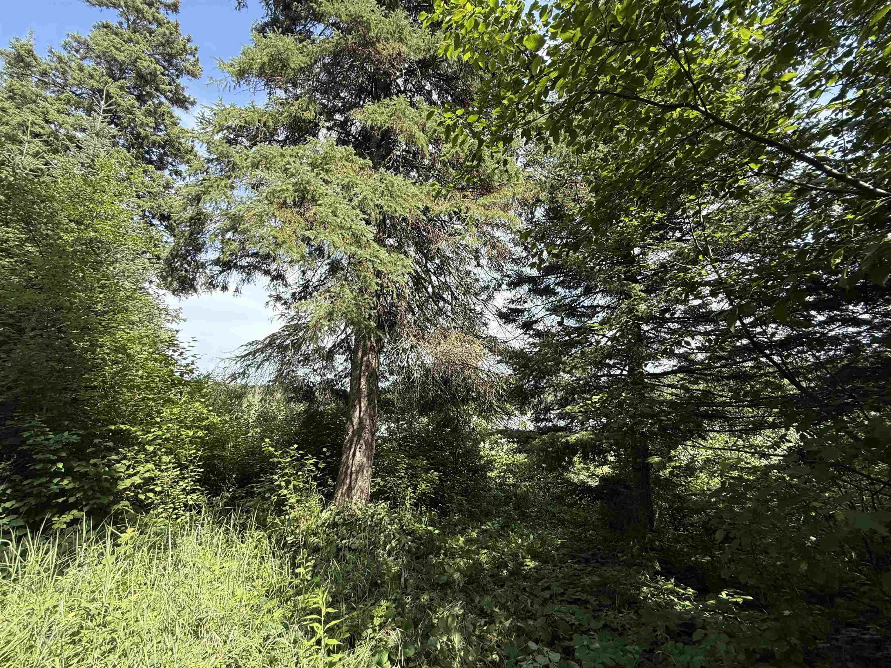 12015 Luna Lake Road Side Lake, MN 55781 - Photo 13 of 16 View of tree filled area