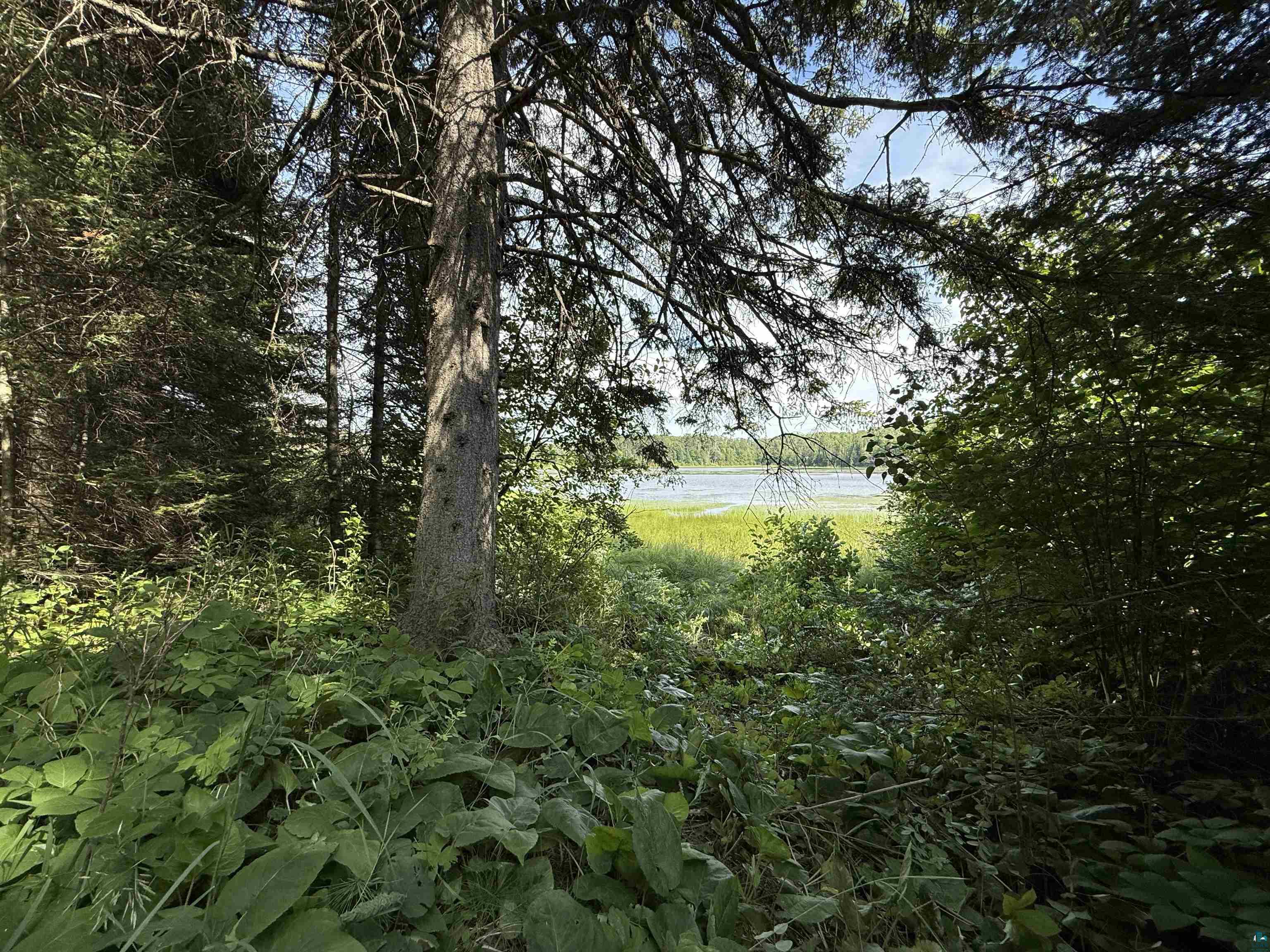 12015 Luna Lake Road Side Lake, MN 55781 - Photo 15 of 16 View of undeveloped land with a large body of water