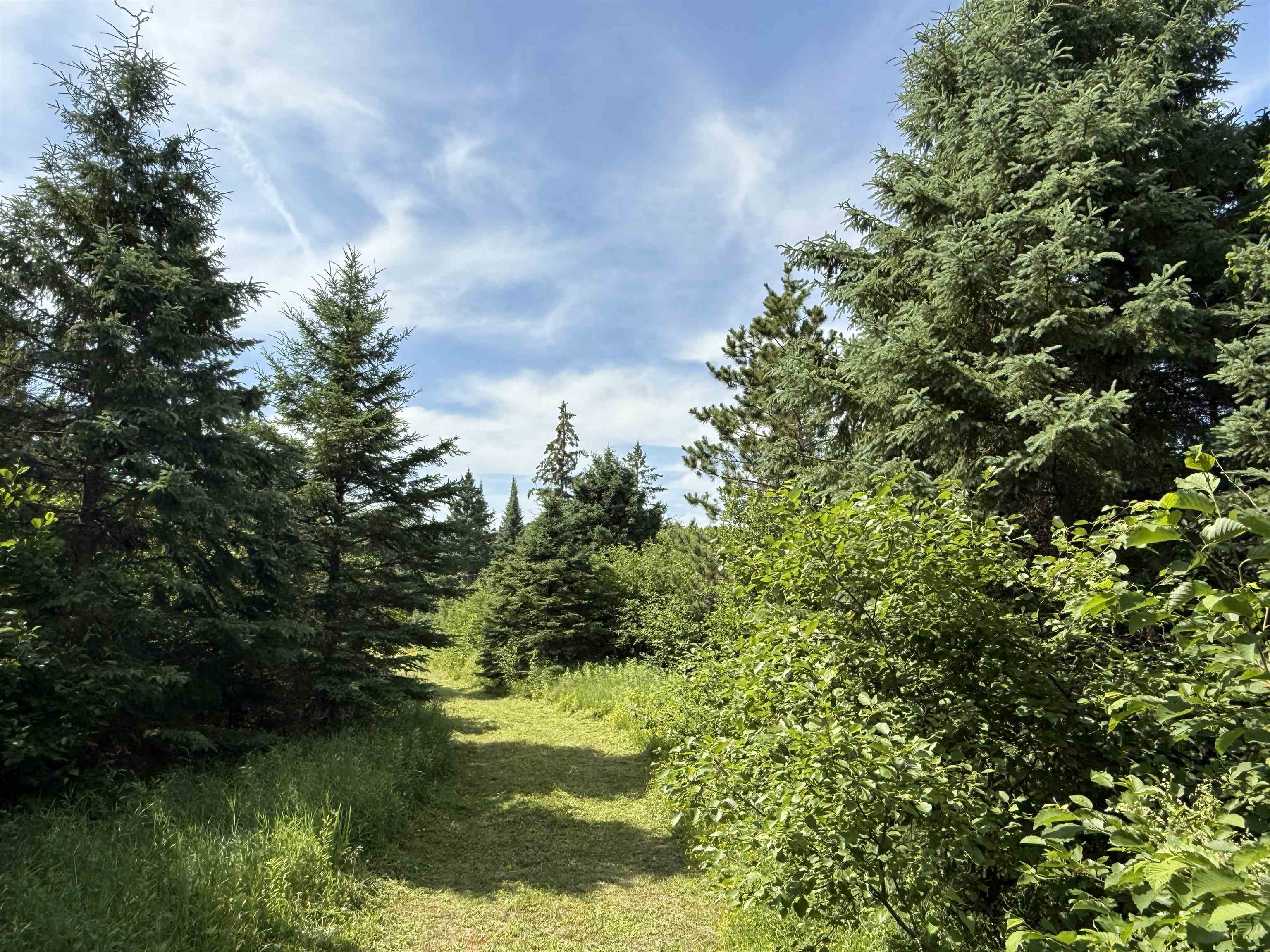 12015 Luna Lake Road Side Lake, MN 55781 - Photo 7 of 16 View of wooded area