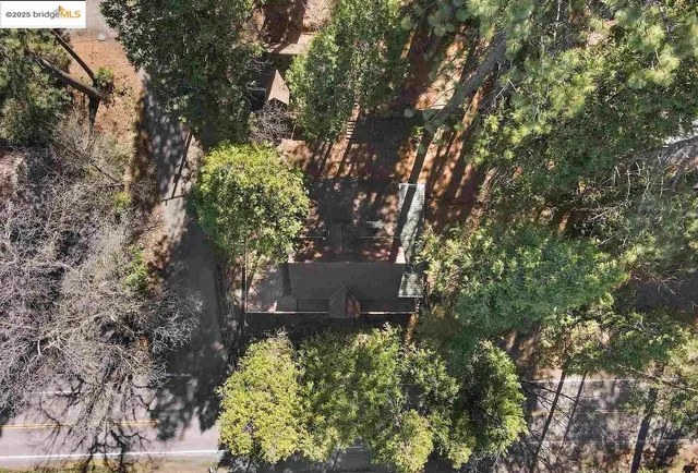 a plant that is in middle of garden