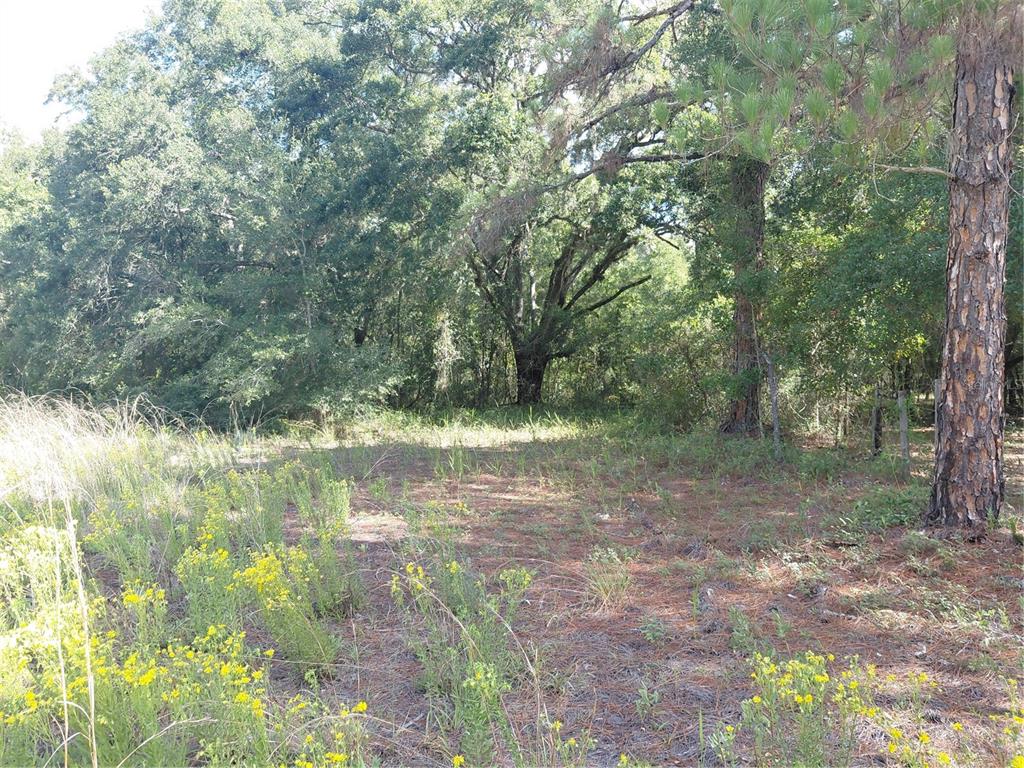Pinon Drive Webster, FL 33597 - Photo 15 of 19