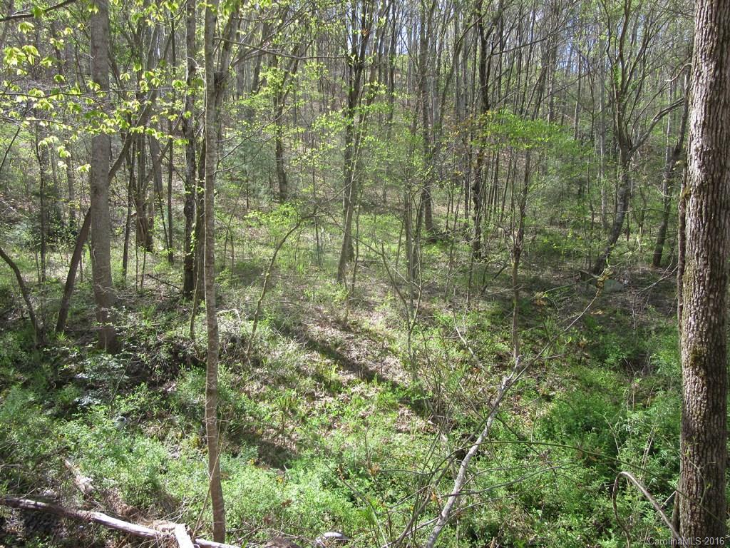 Lot 4 Mary Ruth Way Clyde, NC 28721 - Photo 3 of 8 a view of forest