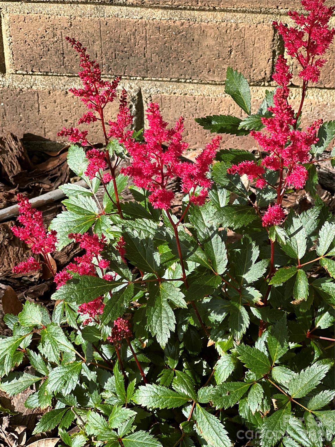 2008 Kings Road Shelby, NC 28150 - Photo 32 of 37