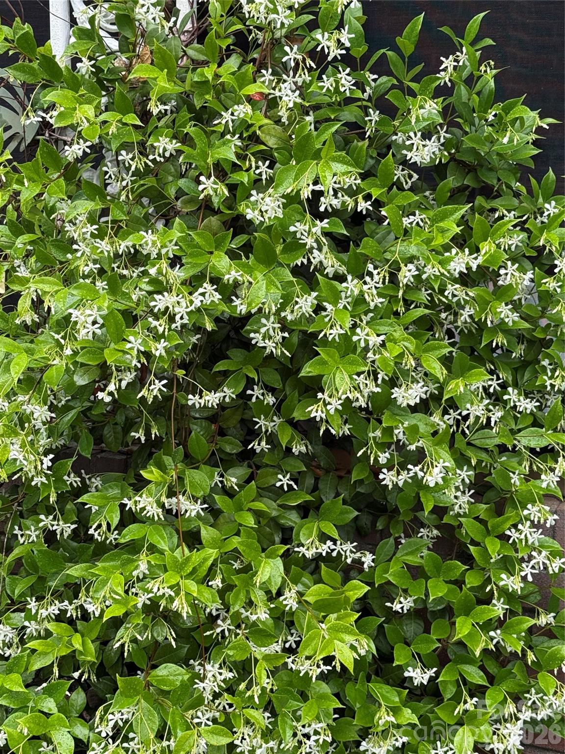 2008 Kings Road Shelby, NC 28150 - Photo 34 of 37