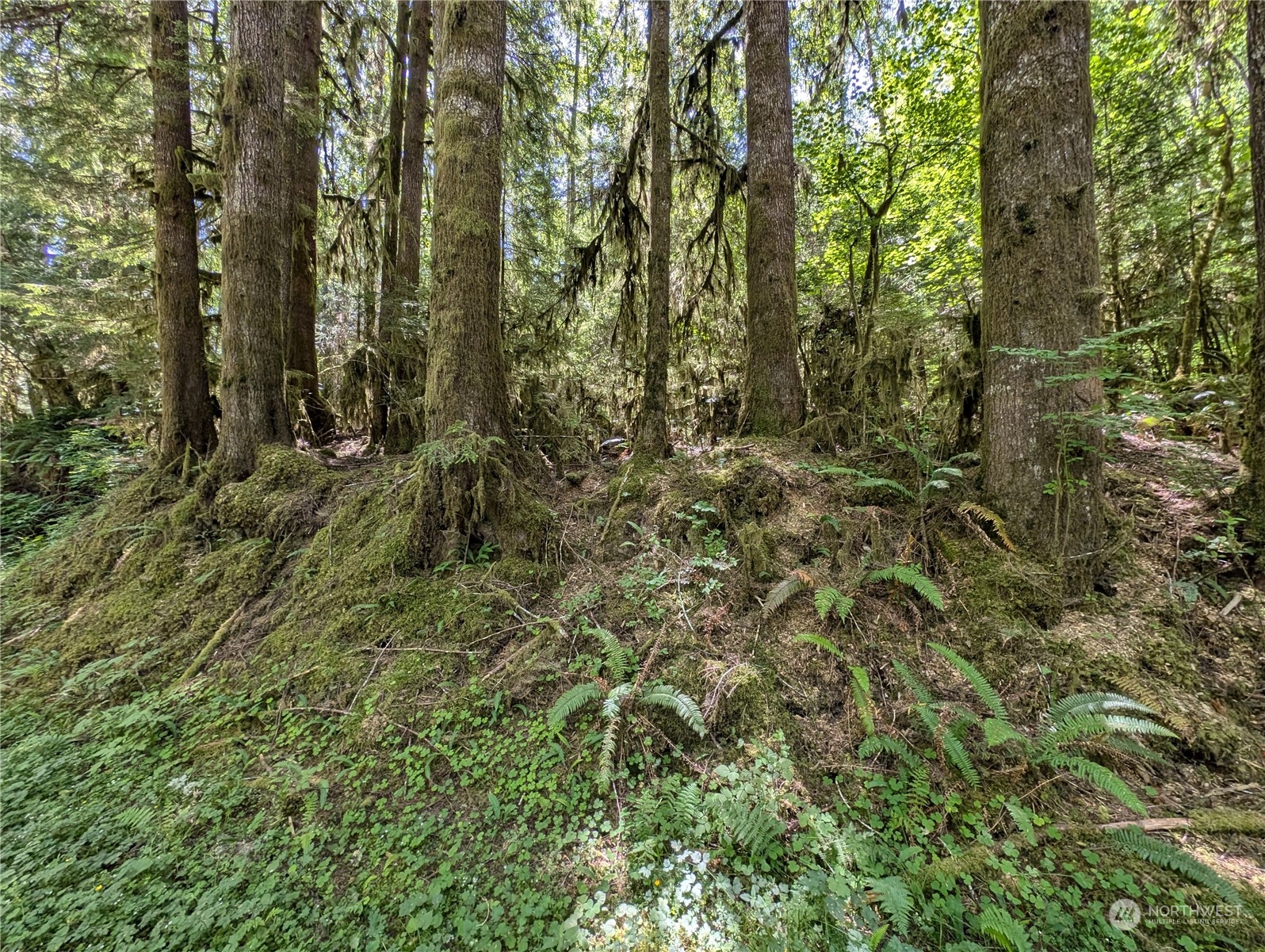 99994 Dowan Creek Road Forks, WA 98331 - Photo 10 of 40