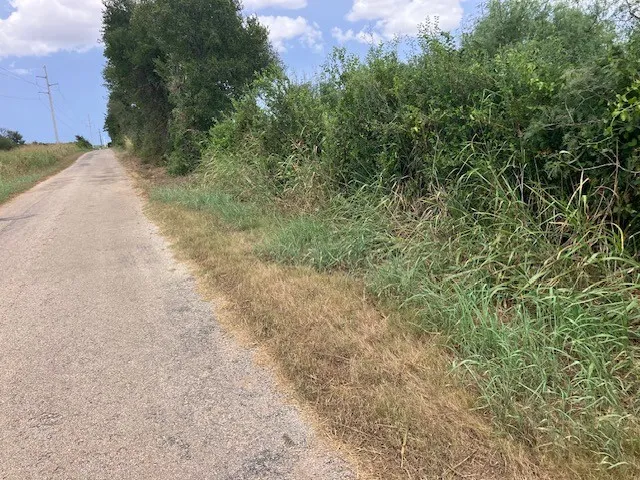 a view of a yard with a tree