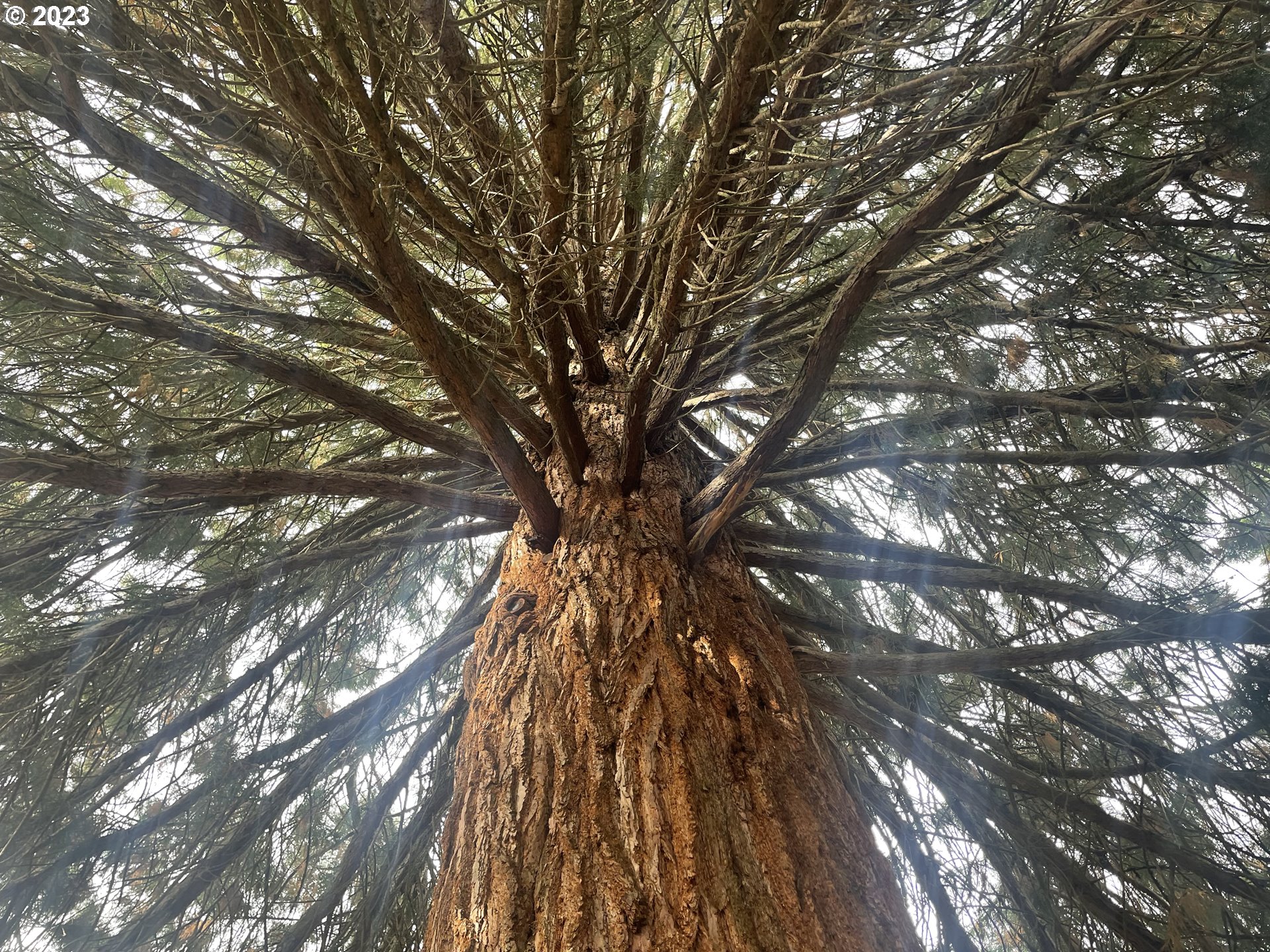 1647 Harbor Drive Springfield, OR 97477 - Photo 8 of 9 Gallery Image 8
