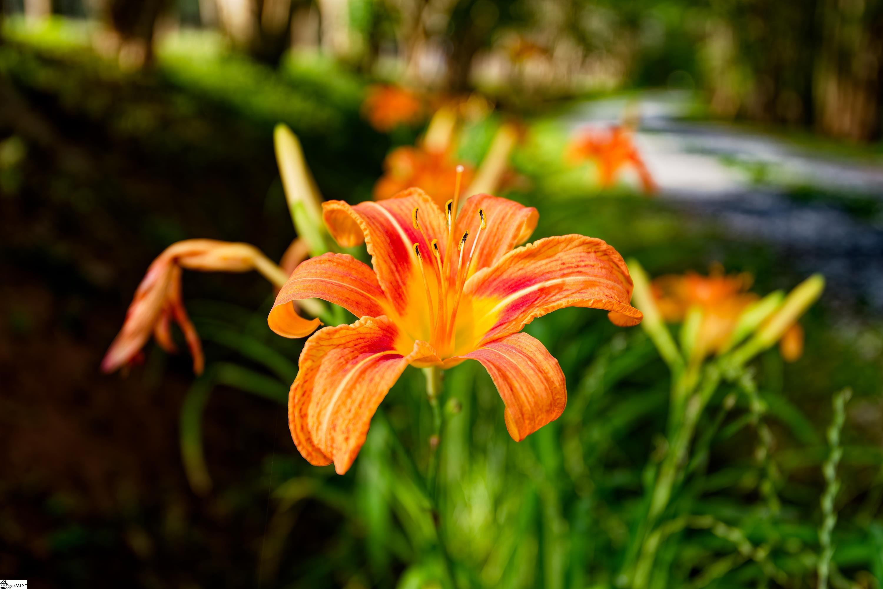 700 South 562 Landrum, SC 29356 - Photo 47 of 49