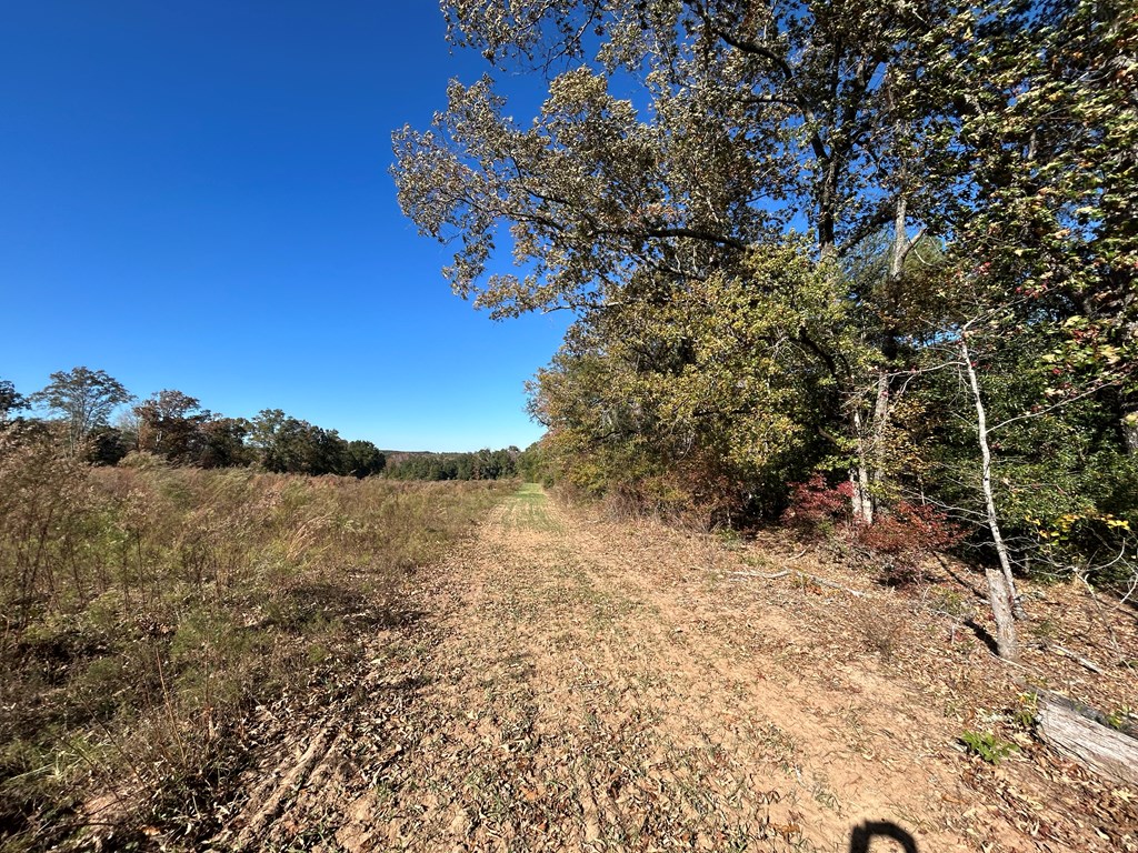 62/ Cty Road Coleman, GA 39836 - Photo 39 of 58