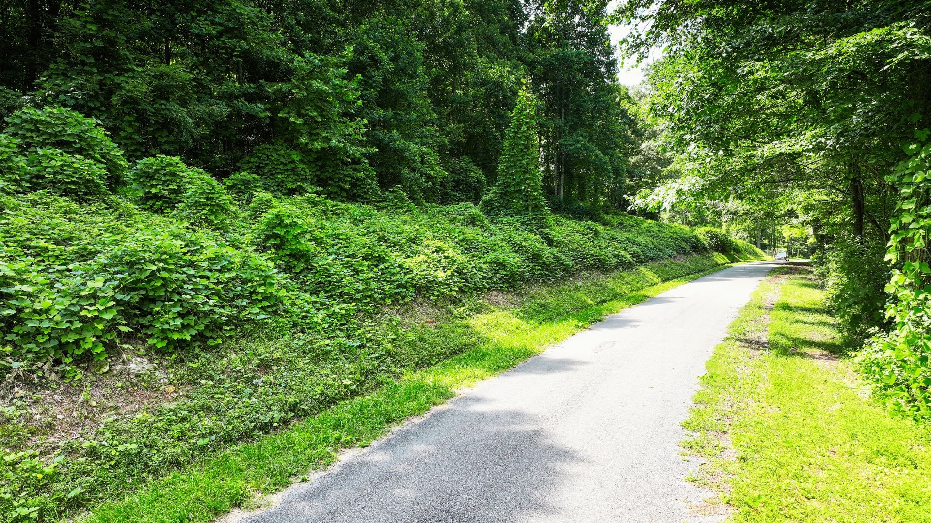 0 Davis Hollow Road Minor Hill, TN 38473 - Photo 7 of 23