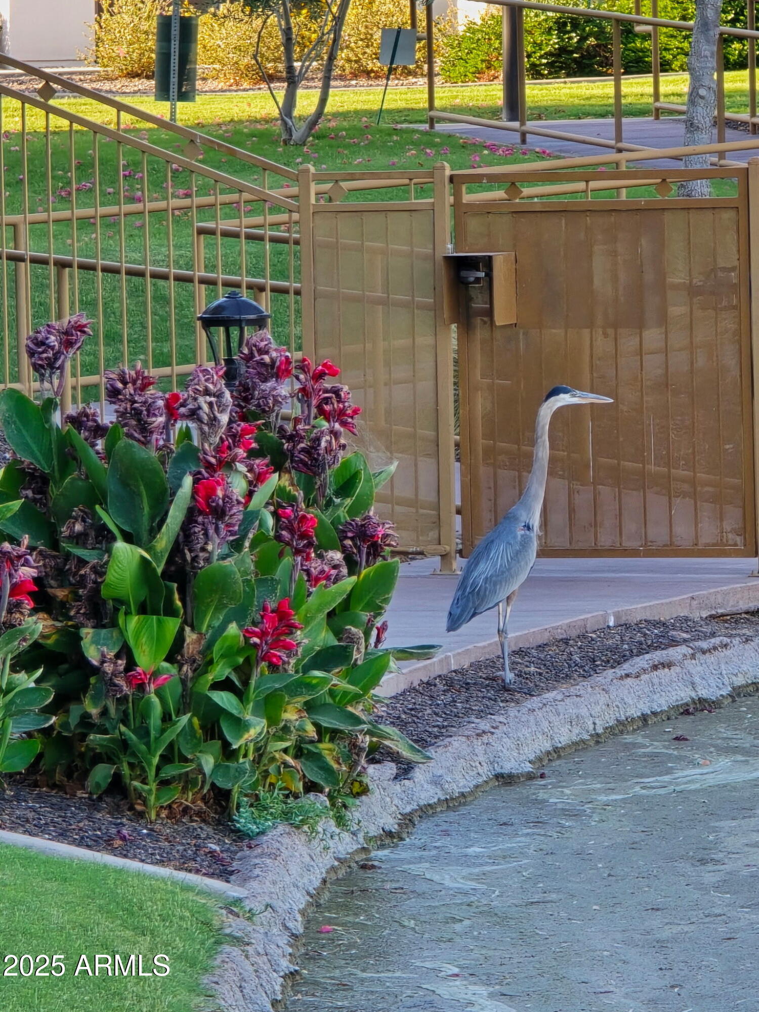 2511 West Queen Creek Road, Unit 374 Chandler, AZ 85248 - Photo 62 of 63 BD01D749-6948-429B-9F1C-465B5FDB1E97