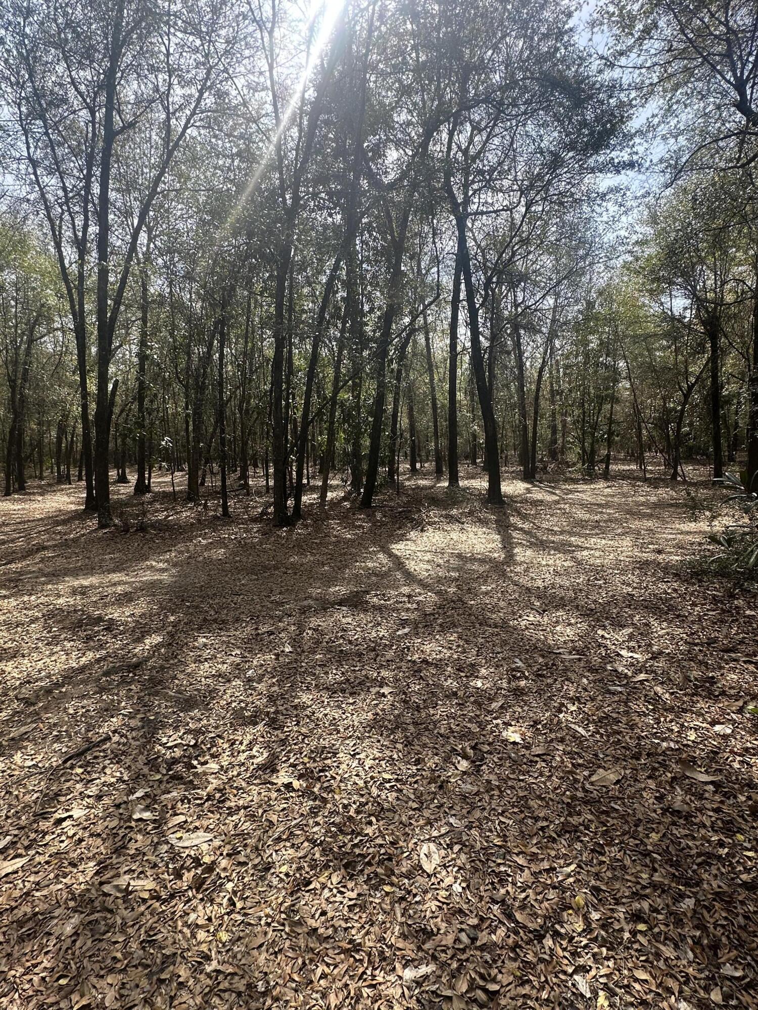 1259 Spanish Moss Road Blackville, SC 29817 - Photo 2 of 12