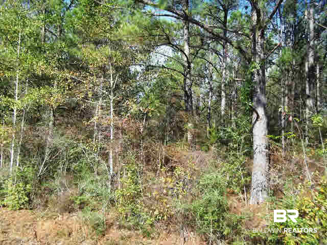 962 West State Line Road Flomaton, AL 36441 - Photo 4 of 16