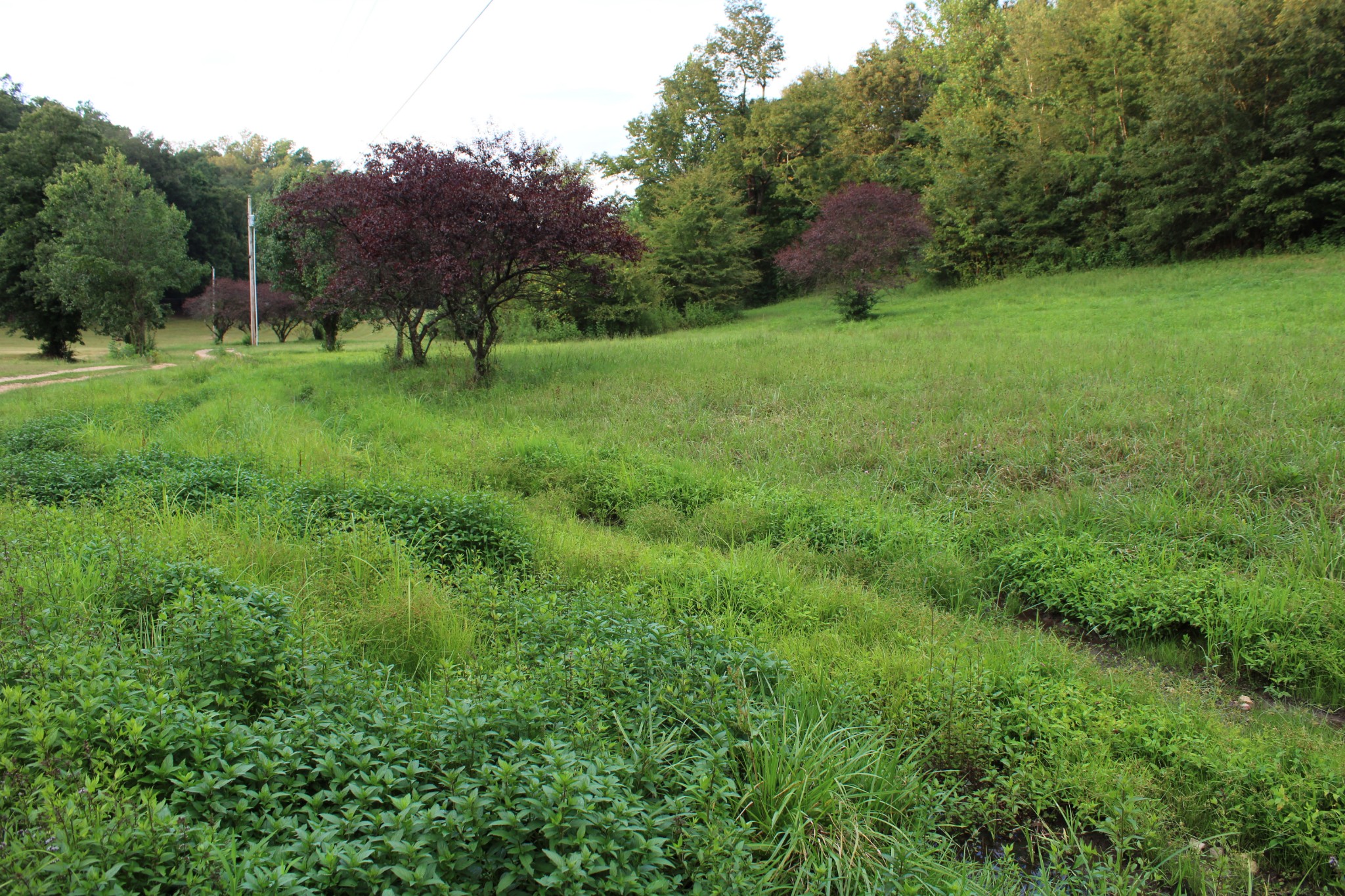 1107 Briar Pond Road Centerville, TN 37033 - Photo 7 of 7 Gallery Image 7