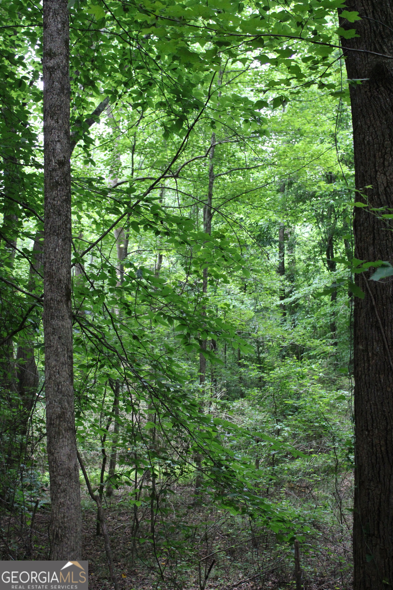 2 Garnett Ward Road Hull, GA 30646 - Photo 17 of 24 a view of a lush green forest