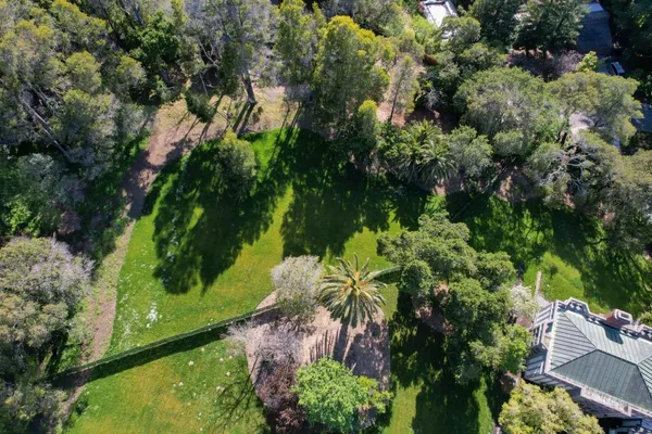 a view of a tree in a park