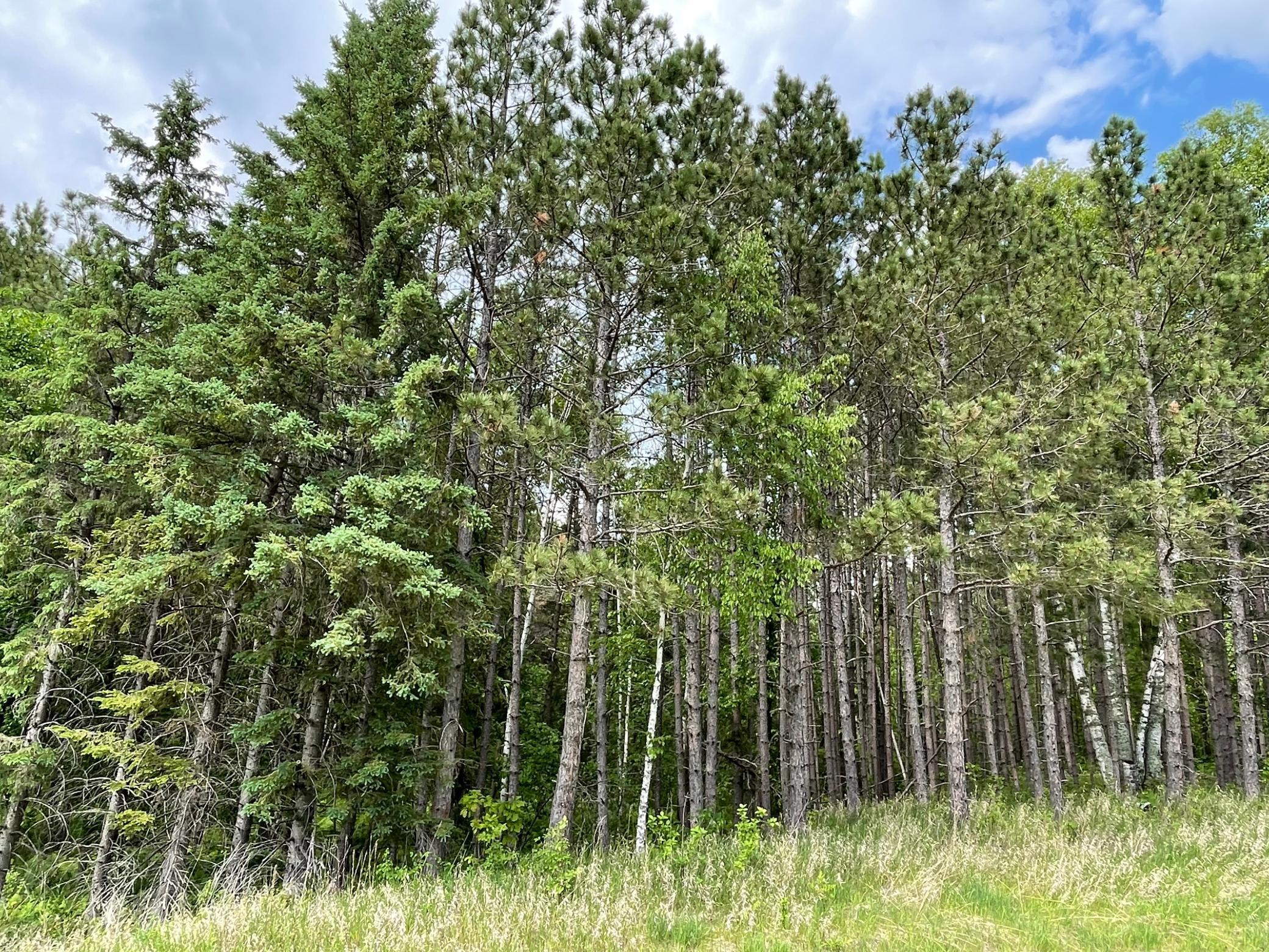 Tbd North Plantagenet Road Southeast Bemidji, MN 56601 - Photo 7 of 35