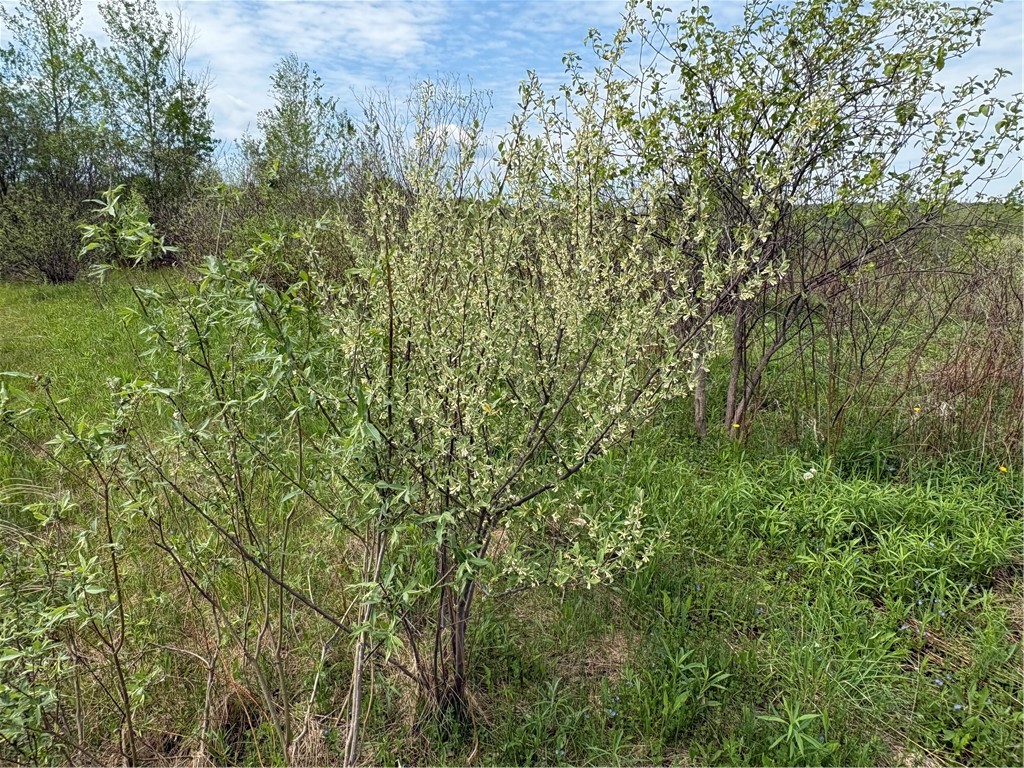 Wahlberg Road Guilford, NY 13780 - Photo 14 of 25