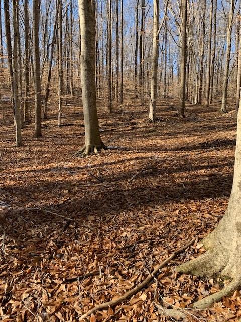 Little Creek Road, Unit 2C Pamplin, VA 23958 - Photo 4 of 4 Gallery Image 4