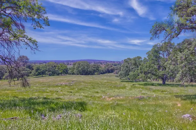 a view of a yard with an tree