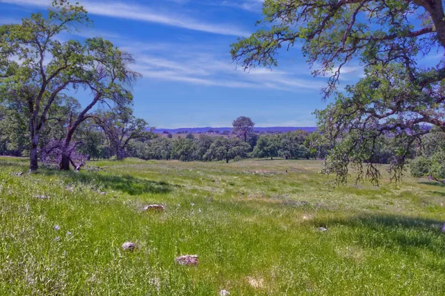 a view of a yard with an tree
