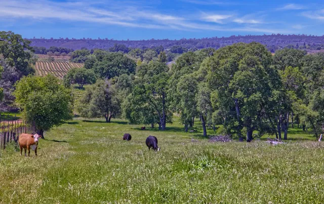 a view of a green field with trees in the background