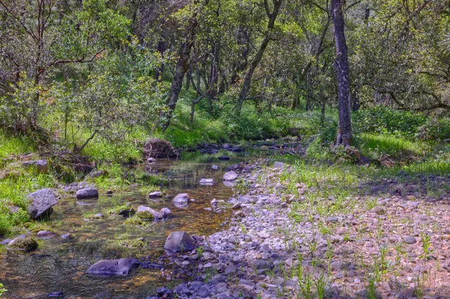 a garden covered with lots of plants and trees