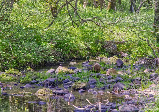 a backyard of a house with lots of green space