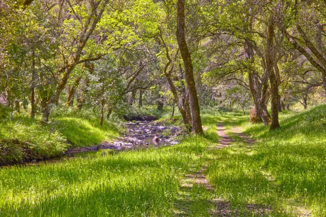 a view of a lush green space