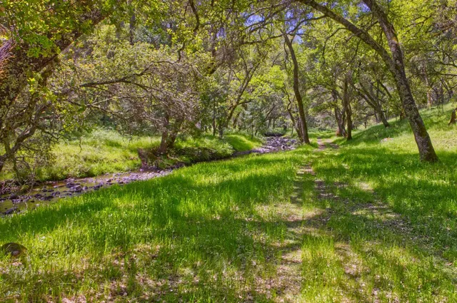 a view of yard with green space