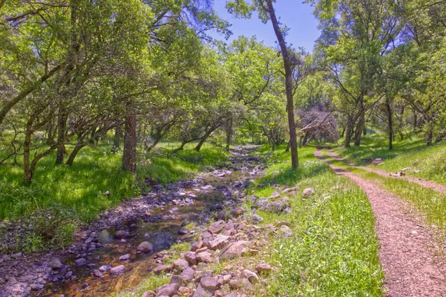 a view of a park with large trees