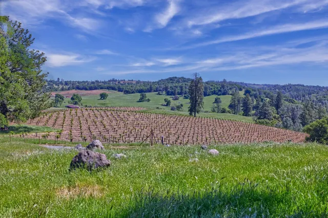 a view of a green field with a tree in the background