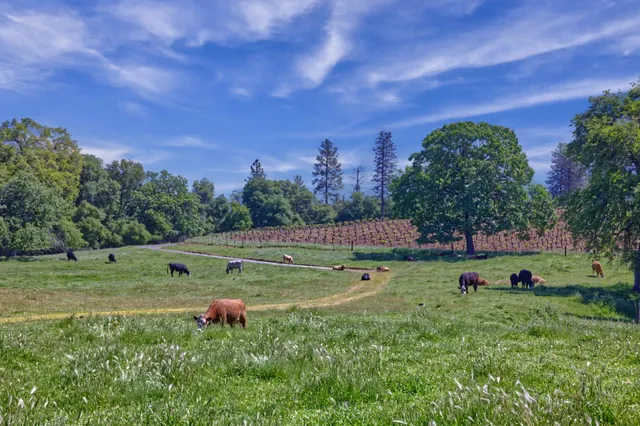 a view of a lush green space