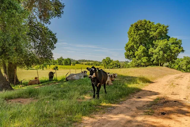 a view of a garden with a slide