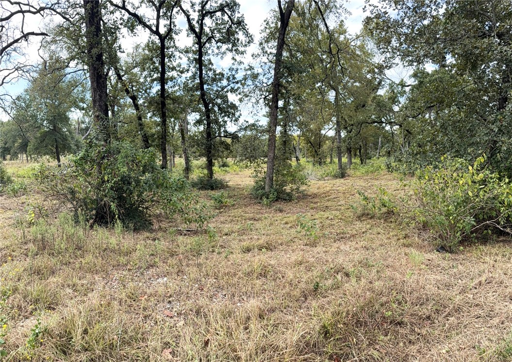 5878 East Boone Prairie Road, Unit COUNTYROAD Franklin, TX 77856 - Photo 29 of 42 a big yard with lots of green space and deers