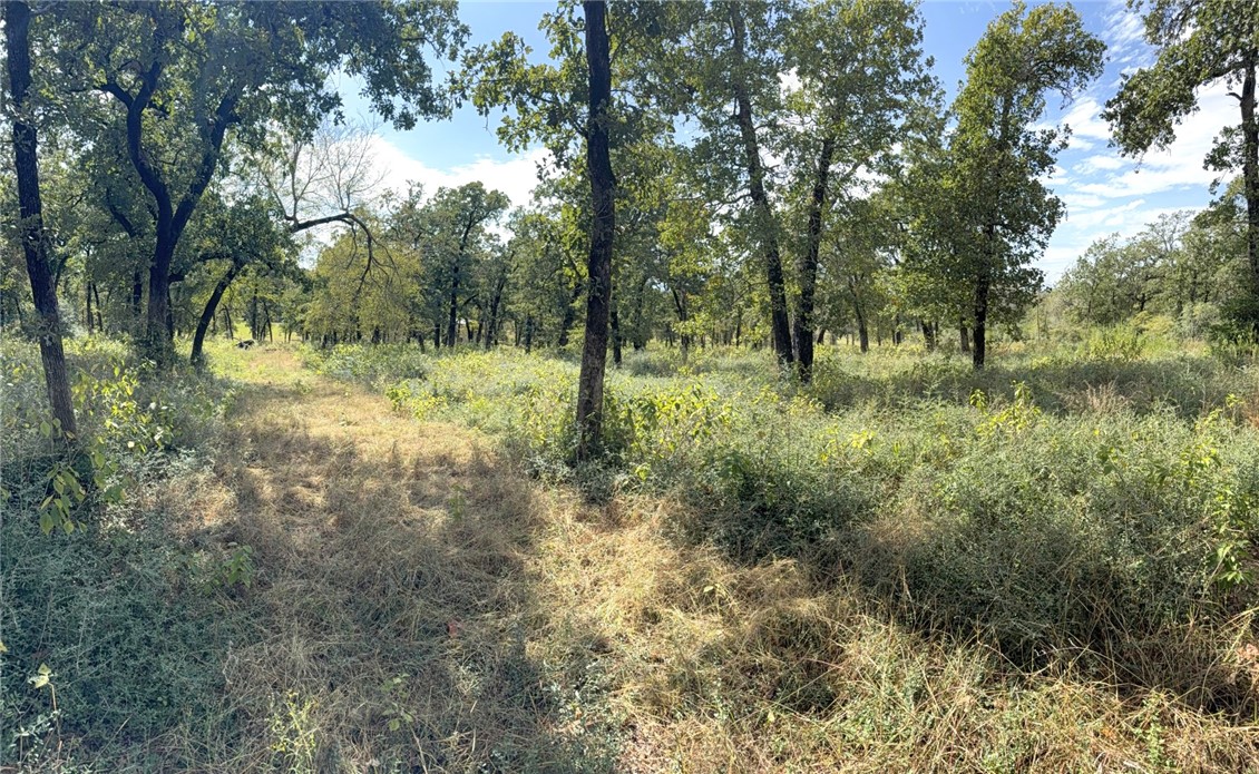 5878 East Boone Prairie Road, Unit COUNTYROAD Franklin, TX 77856 - Photo 30 of 42 a view of a forest with trees in the background