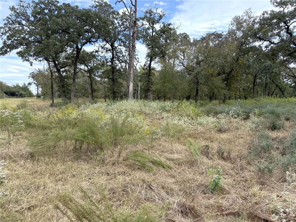5878 East Boone Prairie Road, Unit COUNTYROAD Franklin, TX 77856 - Photo 33 of 42 a view of a forest with trees in the background