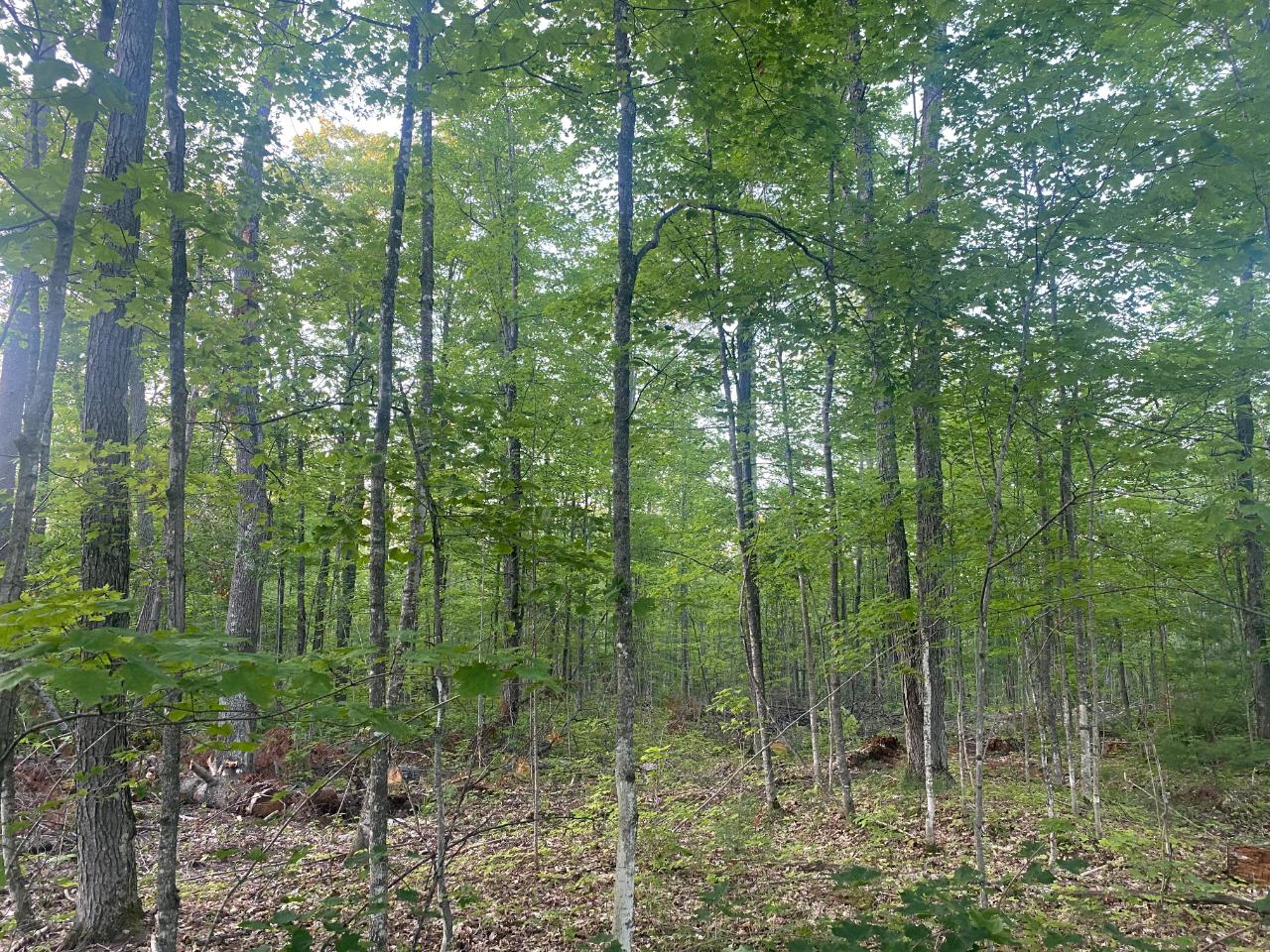 Lot 2 Church Road Conover, WI 54519 - Photo 5 of 11 Gallery Image 5
