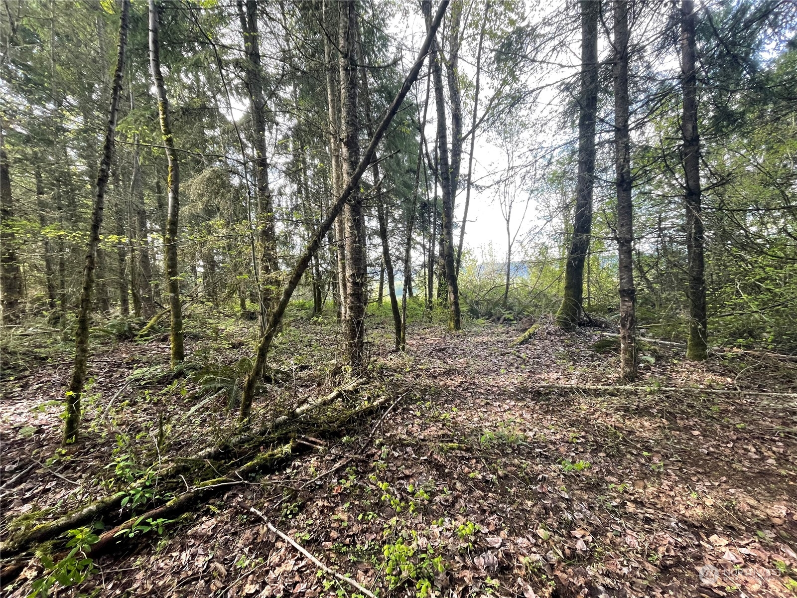 21635 Orville Road East Orting, WA 98360 - Photo 35 of 39