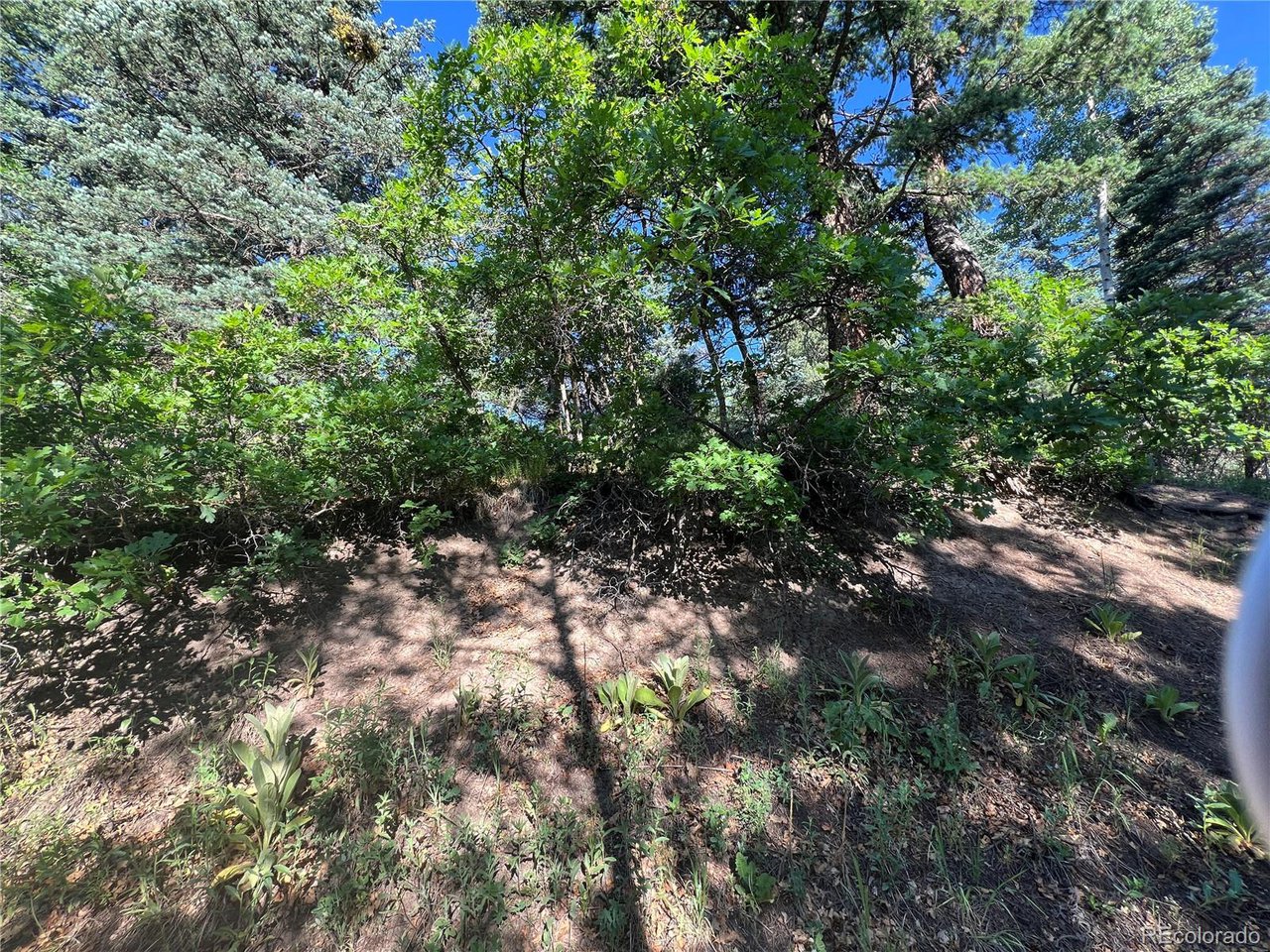 7 Wonder Trail Rye, CO 81069 - Photo 6 of 6 a view of a forest with a tree