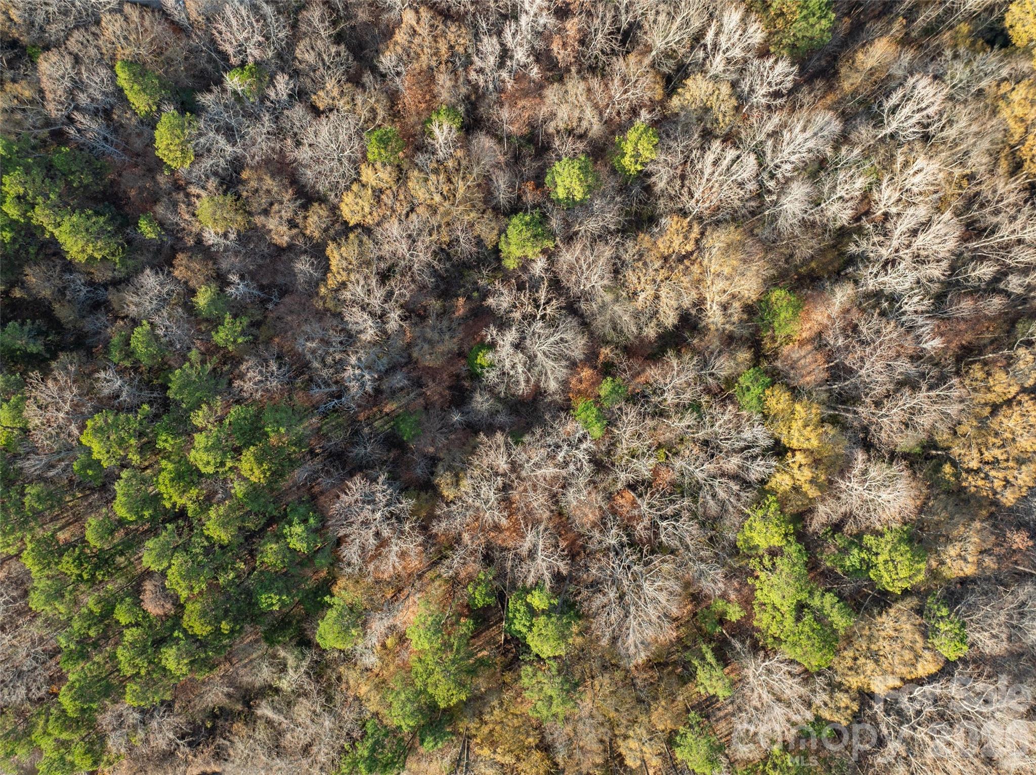 0 Sandy Ford Road Mount Holly, NC 28120 - Photo 6 of 13 a view of a tree