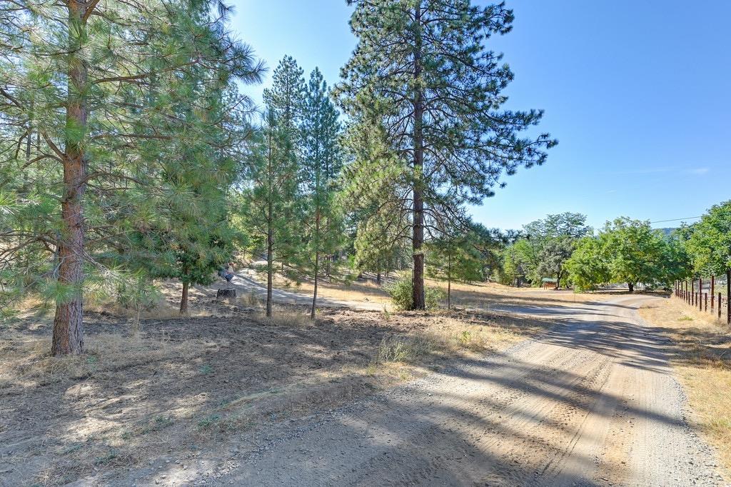 5205 Rooster Lane Somerset, CA 95684 - Photo 78 of 98 a view of a forest with trees in the background