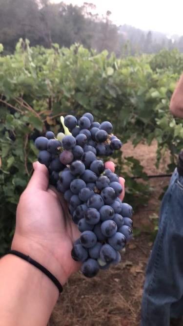 5205 Rooster Lane Somerset, CA 95684 - Photo 90 of 98