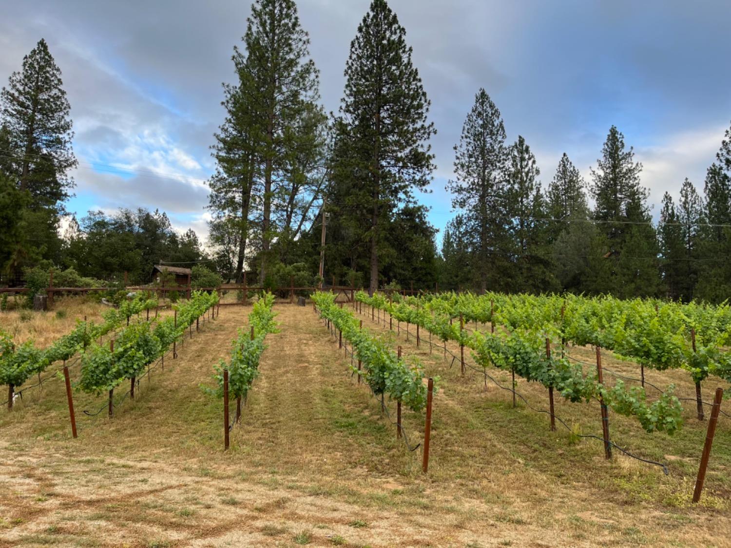 5205 Rooster Lane Somerset, CA 95684 - Photo 91 of 98 a view of swimming pool with a bench and trees in the background