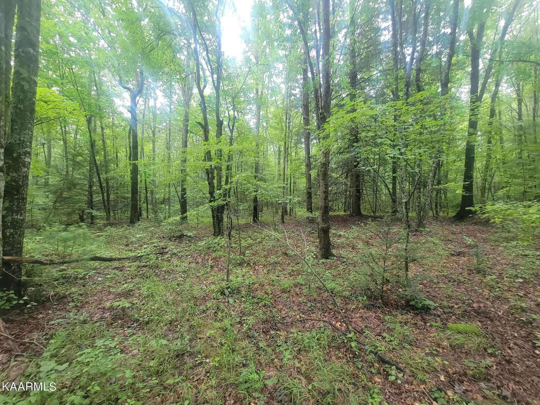 0 40 Model Farm Road Jamestown, TN 38556 - Photo 46 of 59