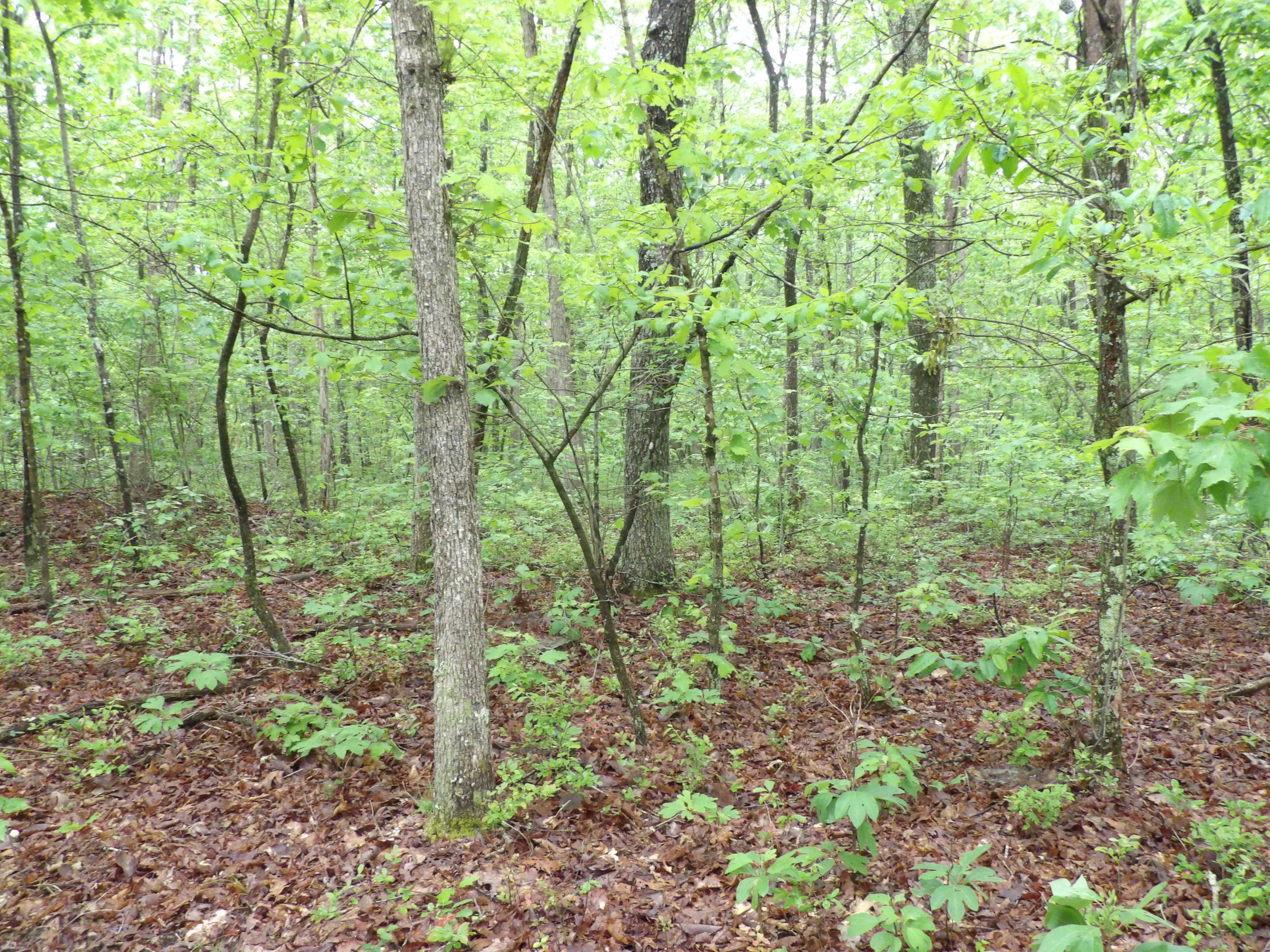 0 East Bluff Road, Unit 92 Pikeville, TN 37367 - Photo 13 of 22 100_0996
