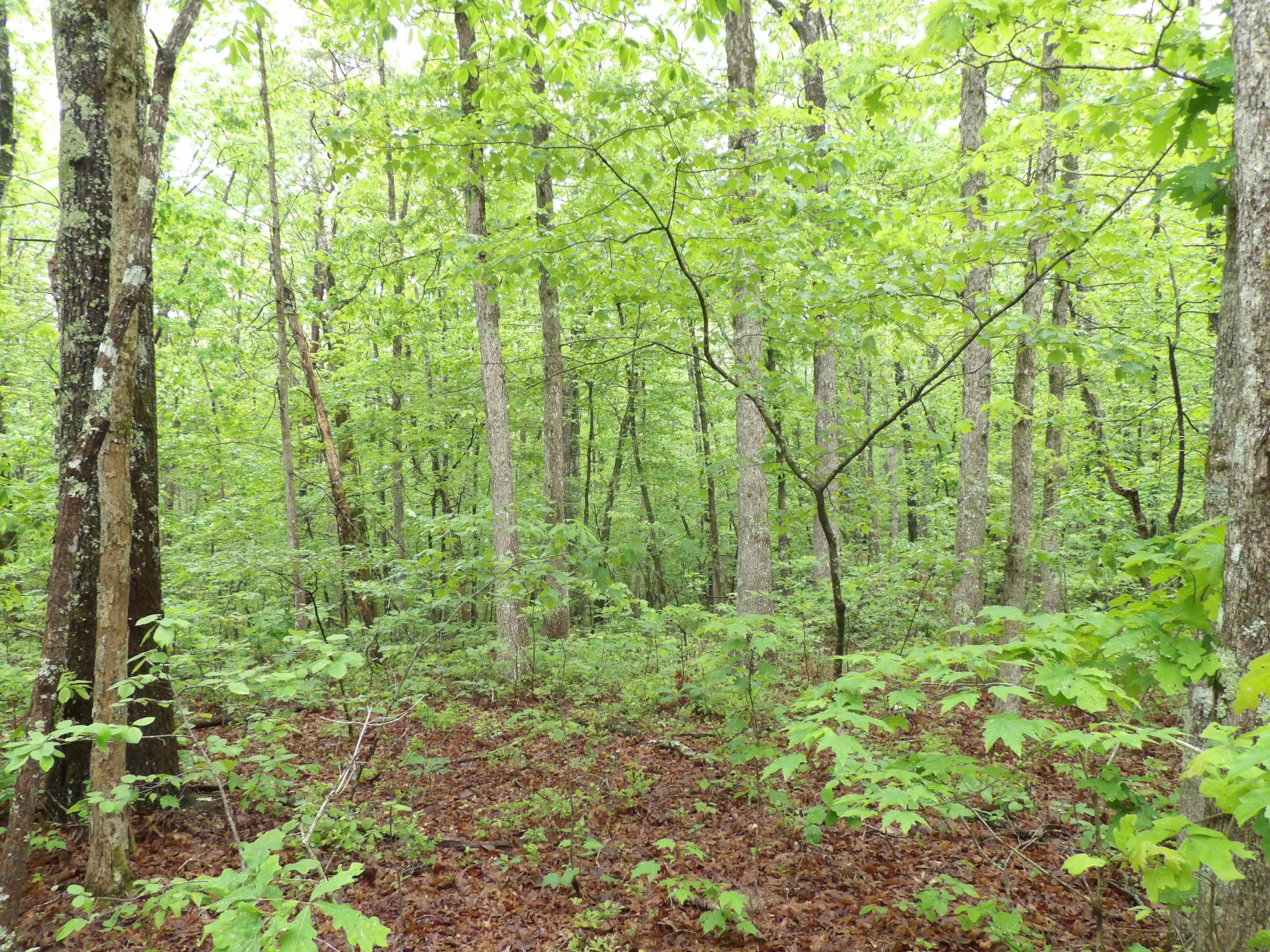 0 East Bluff Road, Unit 92 Pikeville, TN 37367 - Photo 14 of 22 100_0997