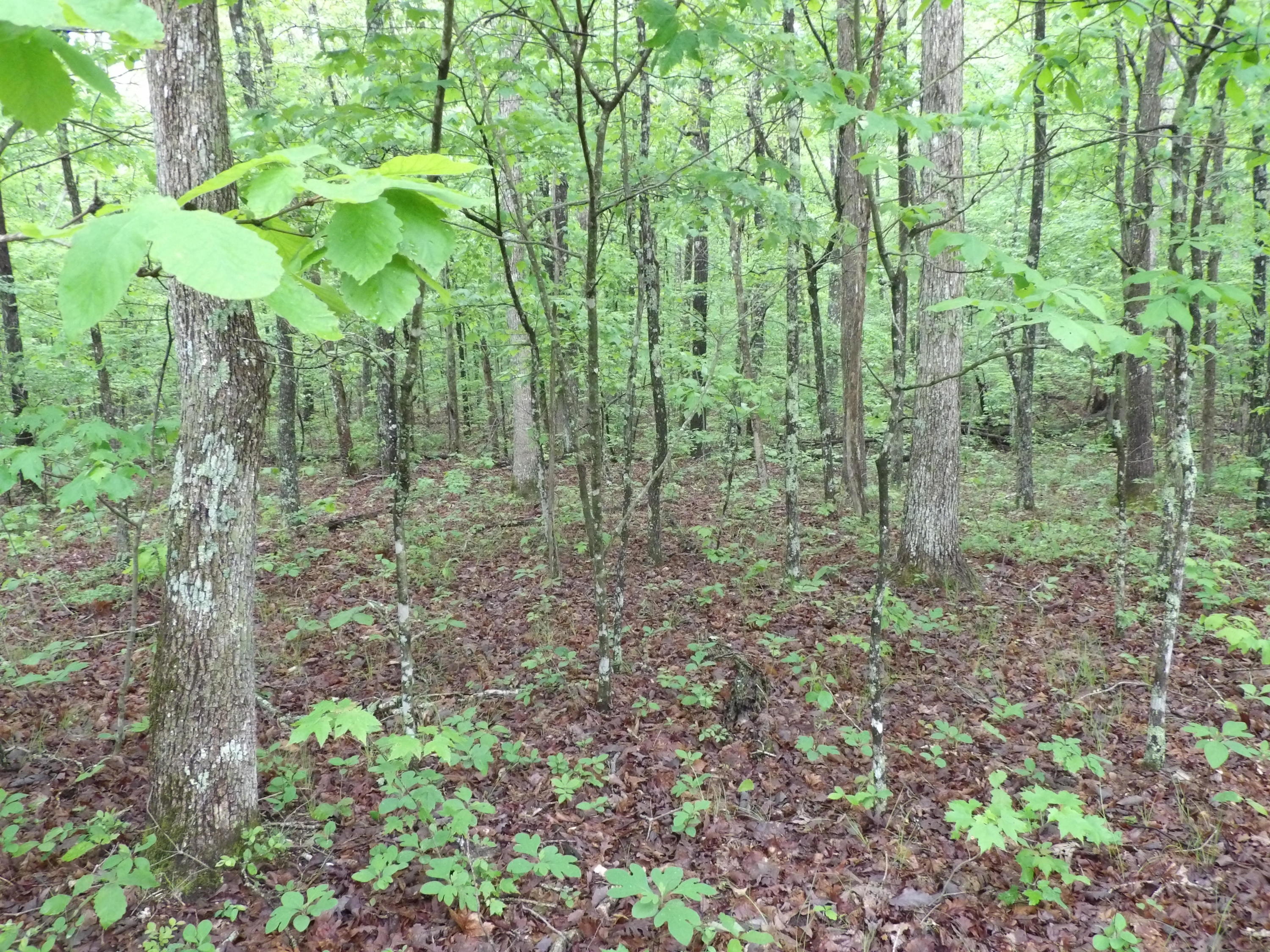 0 East Bluff Road, Unit 92 Pikeville, TN 37367 - Photo 22 of 22 100_1005